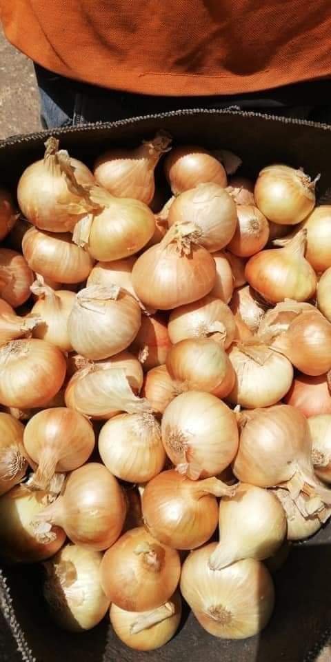 تصدير بصل اصفر طازج من شركة فلمار